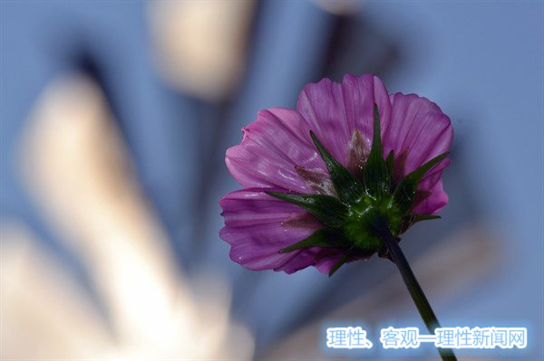 å›¾ç‰‡